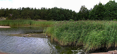 Invasive Phragmites