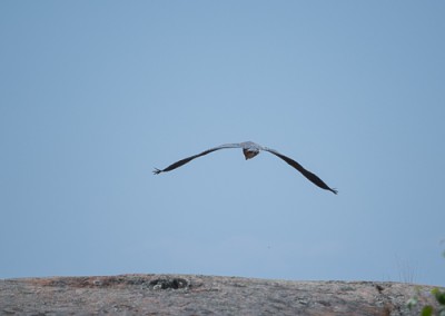 Blue Heron Flying 3