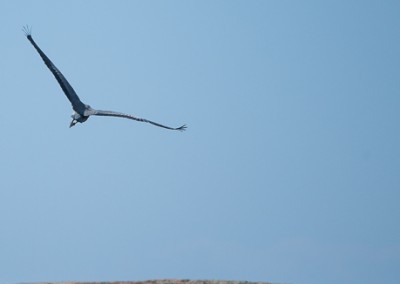 Blue Heron flying