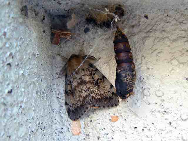 Male Gypsy Moth and pupa case, Lower Don Valley 2011, toronto-wildlife.com
