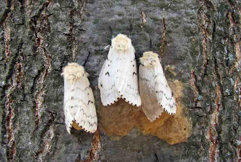 Female gypsy moths laying eggs (Katriona Shea, Penn State)