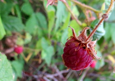 Lani Broadbent Raspberrries 2
