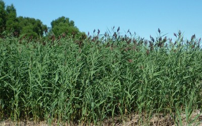 More info on Phragmites