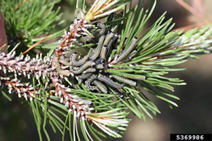 Naturalist Masses Pine Sawfly Larvae