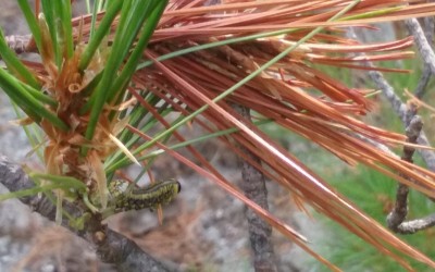 Introduced Pine Sawfly