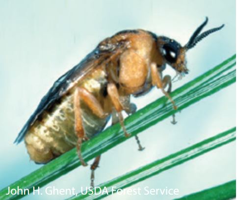 Introduced Pine Sawfly IPS Update – Spring 2016
