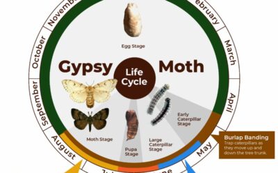 Gypsy Moth Infestation – Protecting with Burlap