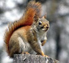 Nutty by Nature- The Red Squirrel