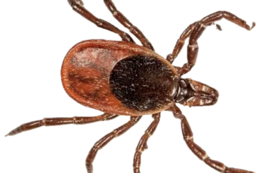 Ticks in PaB